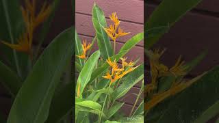 HELICONIA PSITTACORUM PLANT FOR SALEtrendingshorts flowers [upl. by Fonville230]