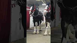 Clydesdale Horses in anticipation of the Riding Show 🤠 [upl. by Sirkin]