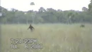 Dave Shealys Astonishing Skunk Ape Footage Proof of the Elusive Creature [upl. by Ahsino]