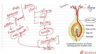 Explain the events that occur upto fertilisation when the compatible pollen grain lands on the [upl. by Petronilla]