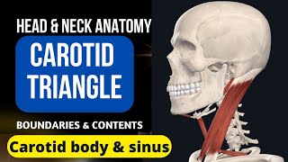 CAROTID TRIANGLE CAROTID BODY amp CAROTID SINUS [upl. by Relyk]