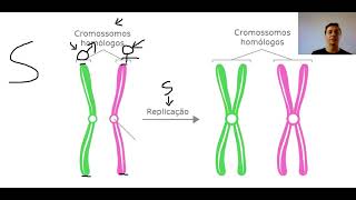 Cromossomos homólogos e cromátides [upl. by Glanville]