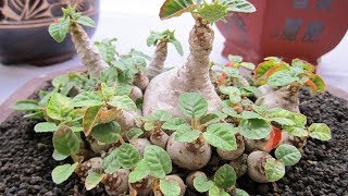 How to care Dorstenia Foetida  Exotic bonsai caudex  rare succulent plant [upl. by Teddman765]