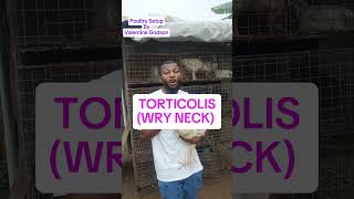 TORTICOLIS WRY NECK AND TREATMENT PoultrySetup [upl. by Narag]