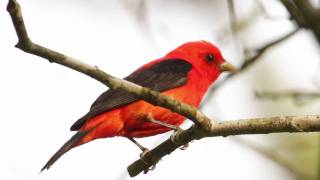 Scarlet Tanager—Flame of Spring [upl. by Ramon224]