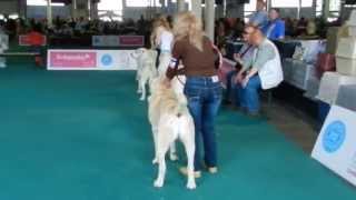 BUDAPEST GRAND PRIX CACIB SHOW 15052013male  junior [upl. by Urbano]