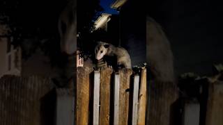 Its a possum possum possums [upl. by Aslam]