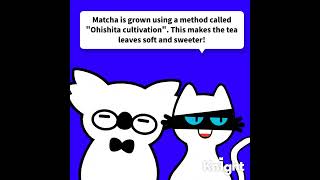 Trivia about matcha [upl. by Held608]