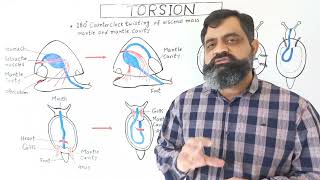 Torsion in Gastropods English medium  Prof Masood fuzail  Torsion in Mollusca  Torsion in Snail 🐌 [upl. by Retsae586]