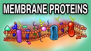 MEMBRANE PROTEINS  Types and Functions [upl. by Pretrice168]