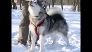 Szánhúzó kutyafajták malamute husky és kutyás téli sportok 2011 [upl. by Zeculon432]