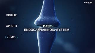 DE Das Endocannabinoid System deutsch [upl. by Marquardt]