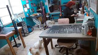 Watch daily as our dog groomers wash snip amp style your fur babies Barbaras Small Breed Pet Salon [upl. by Courtland]