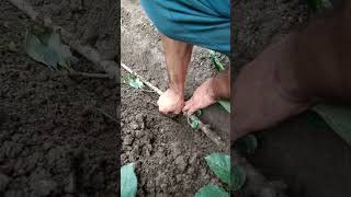 Apple rootstock propagationtrench layering at home [upl. by Carlock]