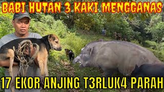 BABI BESAR MENGAMUK  BERBURU BABI HUTAN DI TANAH BATO SUMATERA BARAT [upl. by Eelsnia218]