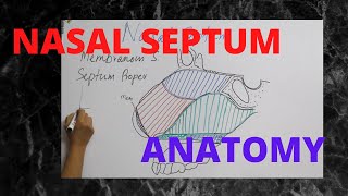 050Nasal Septum Anatomy anatomy septum [upl. by Claman]