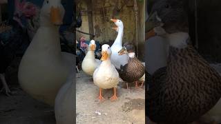 White Ducks 🦆 and big swan 🦢 ducks duck swan shorts chicken youtubeshorts viralshort funny [upl. by Horowitz]