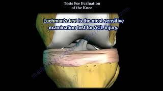 Tests For Examination Of The Knee Everything You Need To Know Dr Nabil Ebraheim [upl. by Johathan]