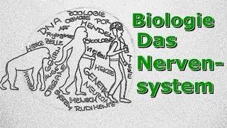 Nervensystem  Ein Überblick [upl. by Killigrew]