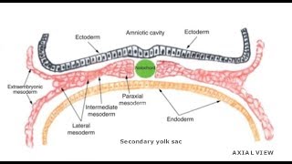 3D Kidney Embryology Part 1 Intermediate Mesoderm  Urogenital Ridge  Nephrogenic Cord [upl. by Enihpad414]