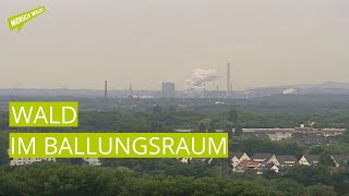 Wald im Ballungsraum  Industriewald Ruhrgebiet [upl. by Ettenwahs]