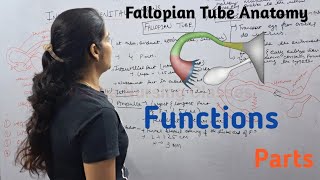 Fallopian Tube  Function Parts  By Reena Sharma  NORCET  Aiims  Cho Staff nurse  Gnm [upl. by Enimzaj]