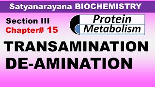 Chp15 Part2 Satyanarayana Biochemistry  Transamination amp Deamination  Amino Acid Metabolism [upl. by Sylvan]