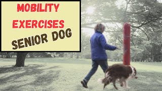 5 simple and gentle exercises designed to keep your senior dog active healthy and happy [upl. by Assilaj]