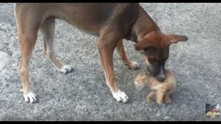 DOG ALMOST EAT THE CAT  DOG VS CAT [upl. by Carce]