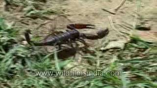 Scorpion in India [upl. by Shara]