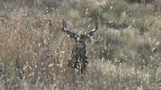 Muzzleloader Mule Deer Hunts Eastern Colorado  Teterhorn [upl. by Adamok]