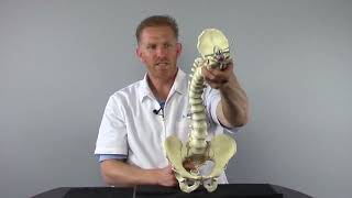 Common Root Cause of Scoliosis with Matthew Janzen Doctor of Chiropractic [upl. by Inigo]