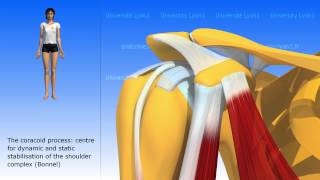 The coracobrachialis [upl. by Royall]