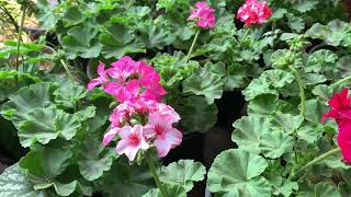 17April 2021Pelargonium zonale  Pelargonium × hortorum quotgeraniumquot quotzonal geranium or pelargonium [upl. by Narayan243]