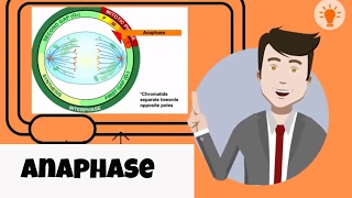 What happens in anaphase [upl. by Mosra574]