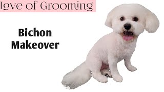 Bichon Frise gets a makeover  Clipping a Bichon for easy maintenance [upl. by Bradeord]