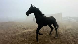 join up of Monty Roberts performed by trainer Jugal singh ji [upl. by Lumpkin206]