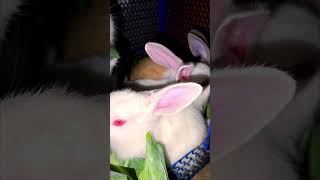 Baby rabbits after 21 days eating leaf 🍀 with mother 😊  cute 🥰 moment [upl. by Marceau239]