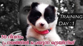 Spitz Puppy first day Training Malayalam  Panda the Spitz [upl. by Ena]