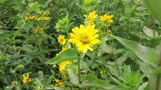 Rosinweed  Silphium integrifolium blooming at Ion Exchange [upl. by Anitap]