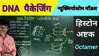 DNA Packaging Nucleosome Modal DNA पैकेजिंग न्यूक्लियोसोम माॅडल। [upl. by Eniwtna]