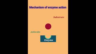 mechanism of Enzyme action enzyme action [upl. by Rihana]