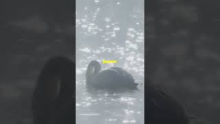 The Selfless Swan A Heartwarming Tale  Motivational story kindnesstales kidsvideo [upl. by Goth578]