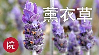 【彬彬有院】 花• 家庭薰衣草收获与自制薰衣草香包How to Harvest and Dry Lavender [upl. by Anirol]