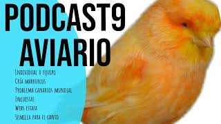 PODCAST 9 AVIARIO Semilla para el canto problema pájaros mundial encuestas nuevas estafas [upl. by Geilich]