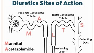 Medical chemistry  Diuretics part 2 كيمياء طبية الأدوية المدرة للبول [upl. by Uuge52]