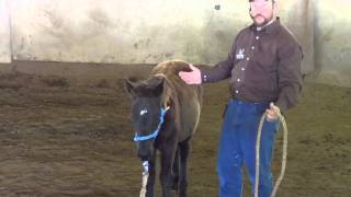 Halter Breaking a Foal with Scarlet [upl. by Itak156]