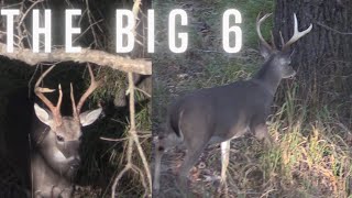 BIG ALABAMA 6 POINT at 20 YARDS BOW HUNTING Sweet November  Longtine Outdoors Ep 5 [upl. by Ynaffat]