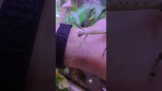 Stick bug stickbug stickbugged insect [upl. by Intruoc]