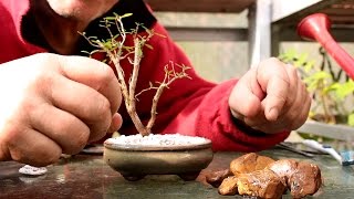 Starting Three New Bonsai Trees [upl. by Heymann954]